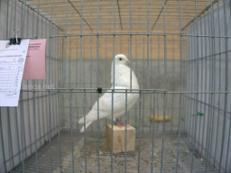 XIV Concurso Exposición de Palomas de Raza en Mula 2024